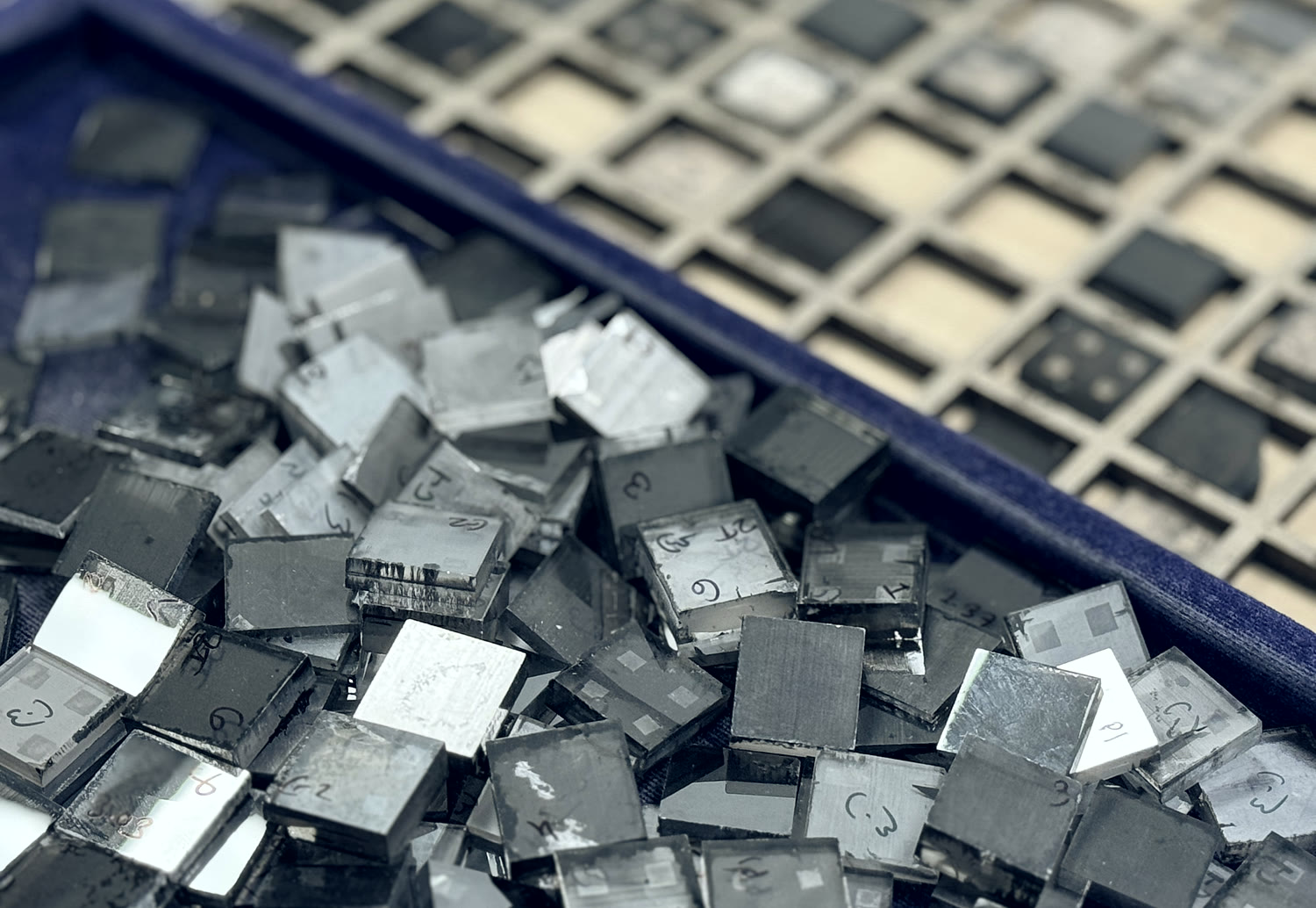 Grown rough plate marked and sorted in numbered trays